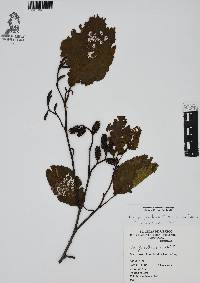 Alnus jorullensis image