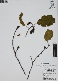 Alnus jorullensis image