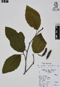 Alnus jorullensis image