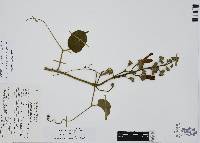 Amphilophium paniculatum image