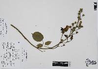 Amphilophium paniculatum image