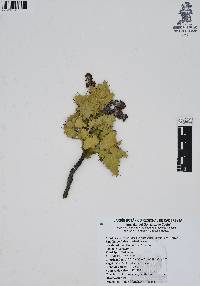 Berberis albicans image