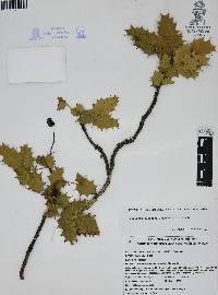 Berberis albicans image