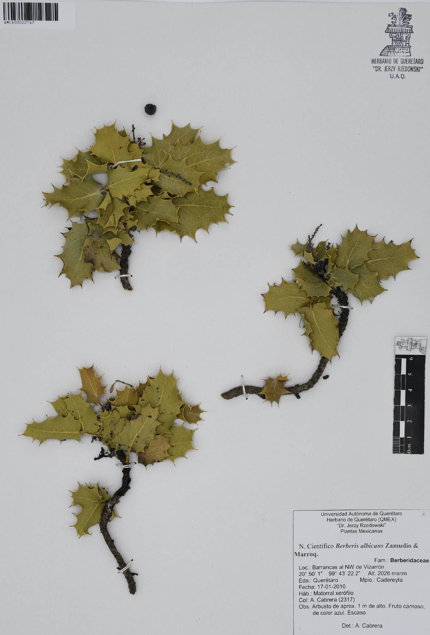 Berberis albicans image