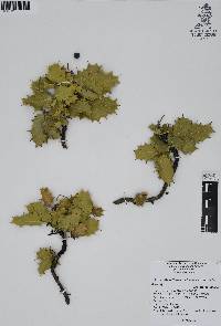 Berberis albicans image