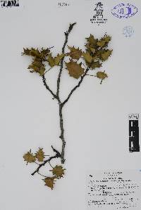 Berberis albicans image