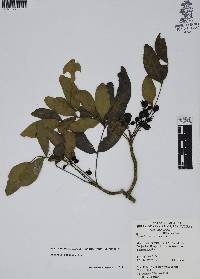 Image of Berberis chochoco