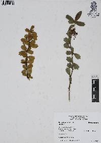 Berberis darwinii image