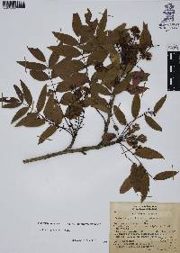 Mahonia gracilis image