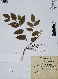 Mahonia gracilis image