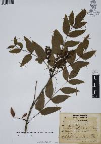 Mahonia gracilis image