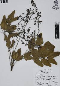 Mahonia hartwegii image