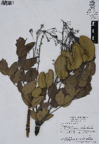 Mahonia hartwegii image