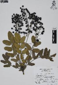 Mahonia hartwegii image