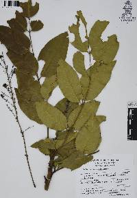 Mahonia hartwegii image