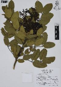 Mahonia hartwegii image