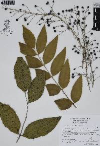 Mahonia hartwegii image