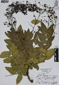 Mahonia hartwegii image