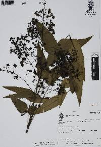 Mahonia hartwegii image