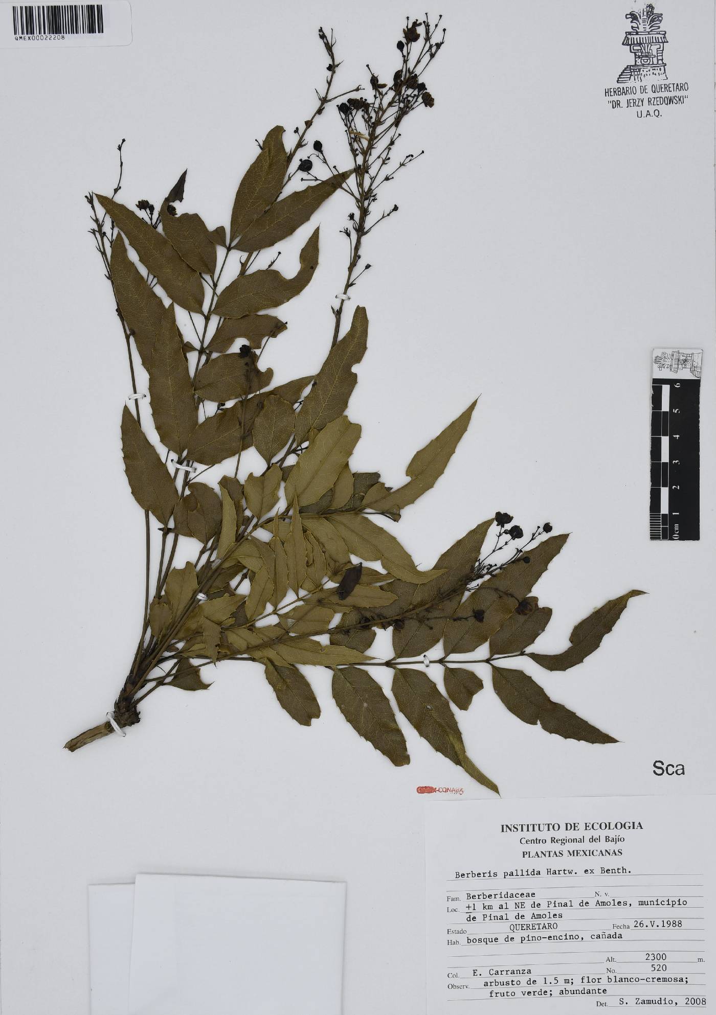 Mahonia pallida image