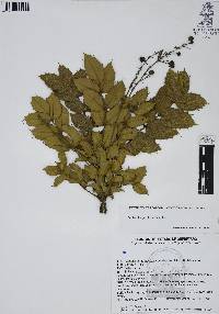 Mahonia pallida image