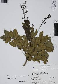 Mahonia pallida image