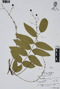 Mahonia pallida image