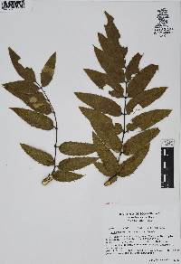 Mahonia pallida image