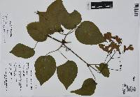 Bignonia diversifolia image