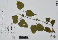 Bignonia diversifolia image