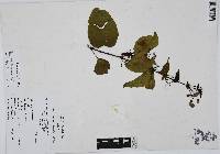 Bignonia diversifolia image