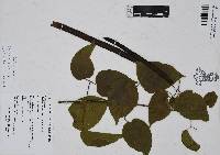 Bignonia diversifolia image