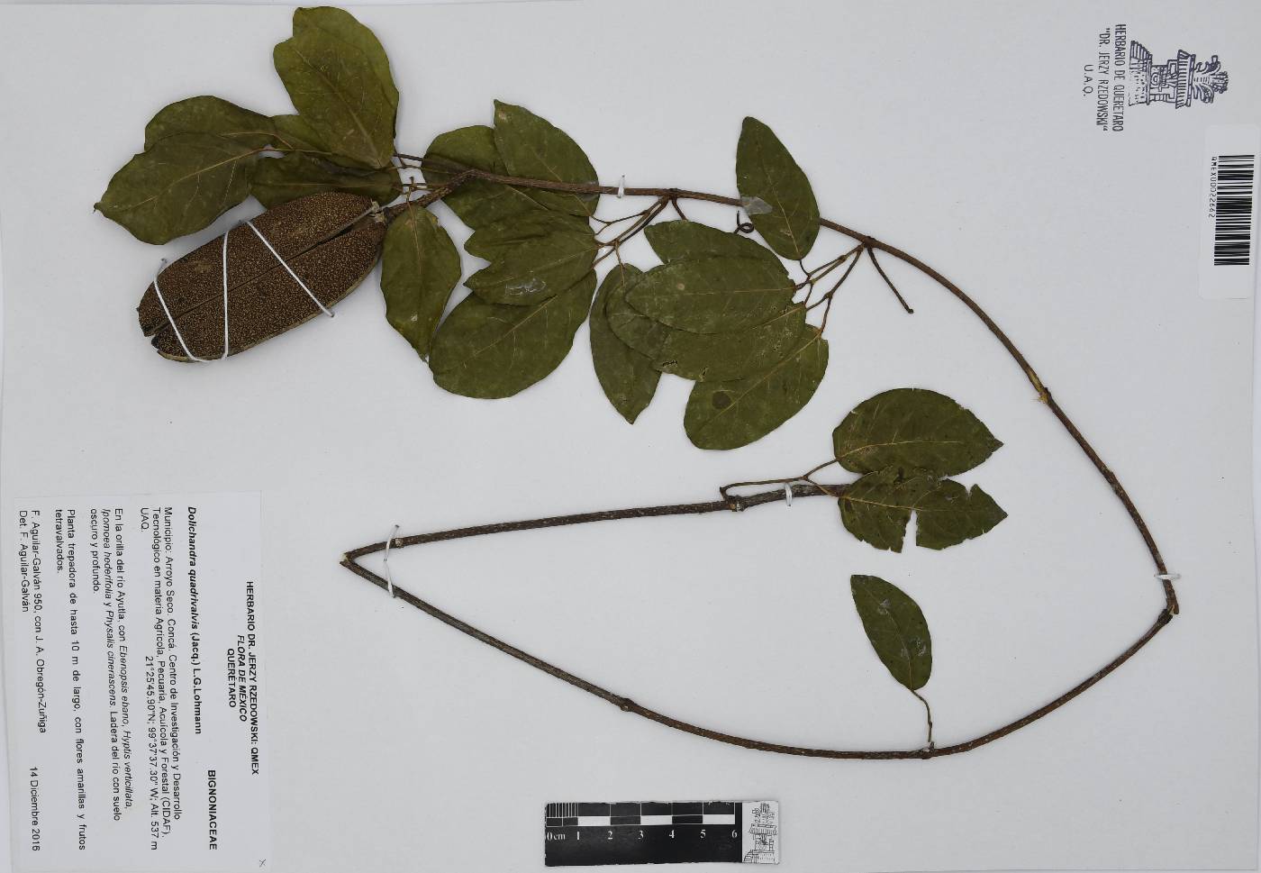 Dolichandra quadrivalvis image