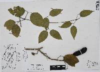 Dolichandra quadrivalvis image