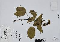 Dolichandra quadrivalvis image