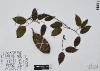 Dolichandra quadrivalvis image