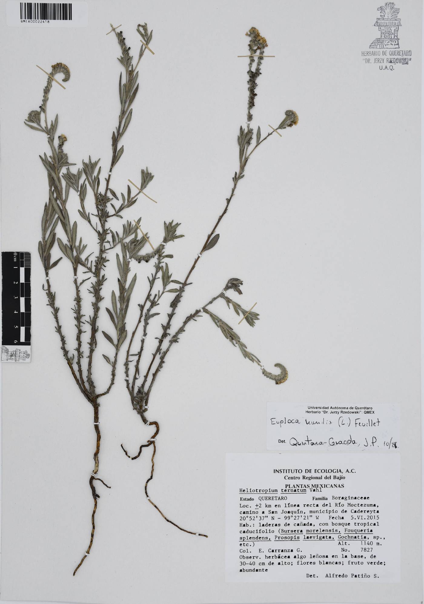 Euploca ternata image