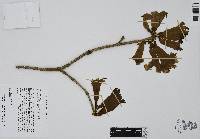 Handroanthus chrysanthus image