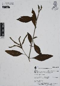 Heliotropium rufipilum image