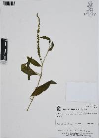 Heliotropium rufipilum image