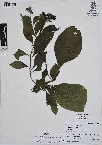 Heliotropium verdcourtii image