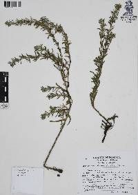 Lithospermum calycosum image