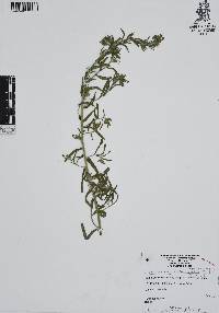 Lithospermum calycosum image