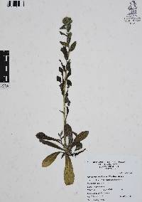 Lithospermum calycosum image