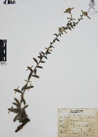 Lithospermum calycosum image