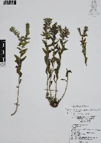 Lithospermum calycosum image