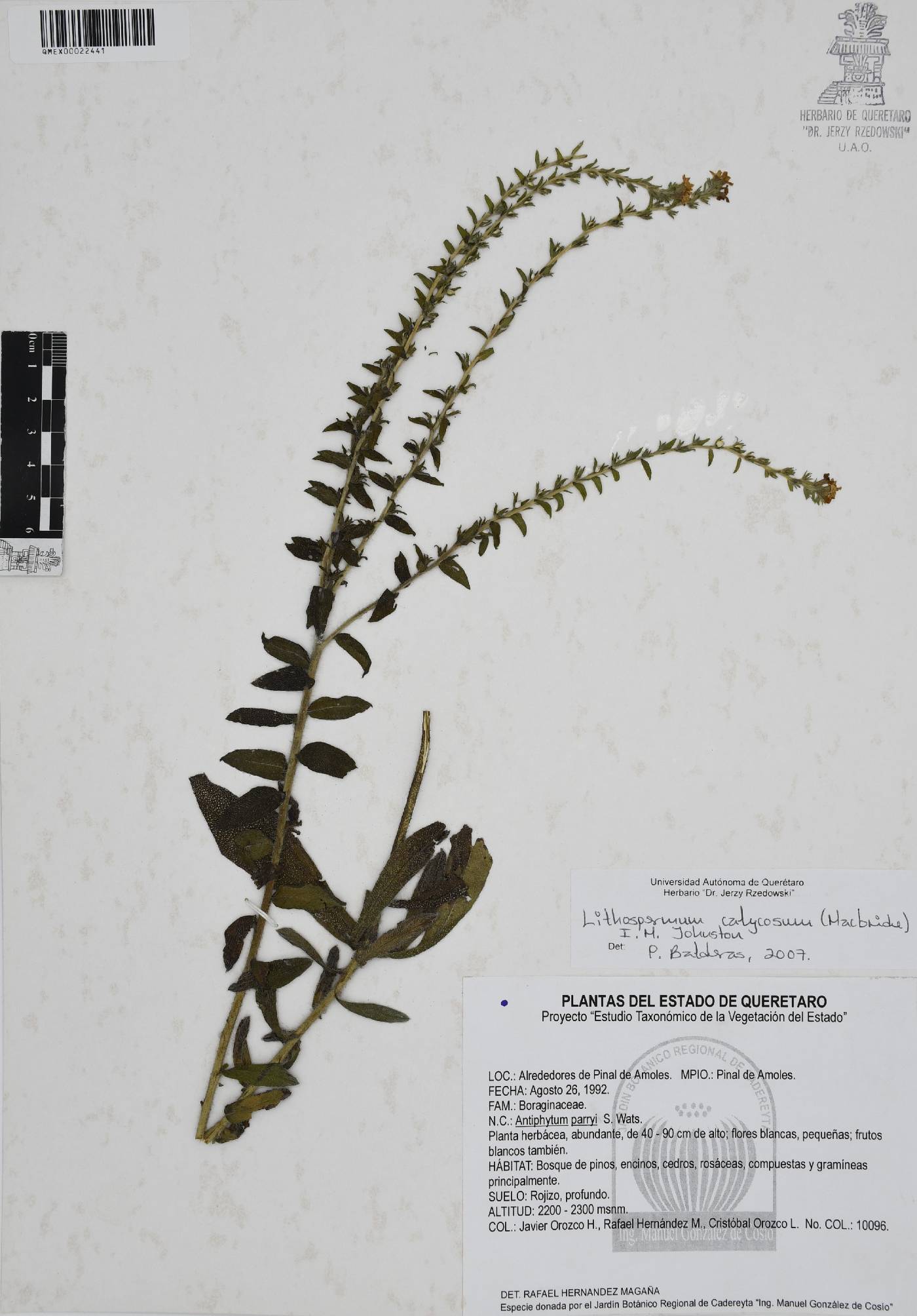 Lithospermum calycosum image