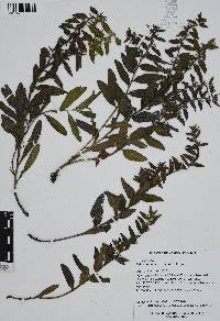 Lithospermum distichum image