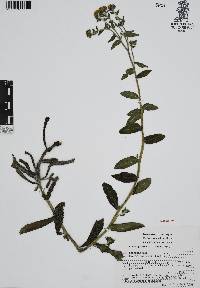 Lithospermum distichum image