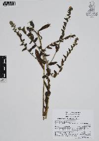 Lithospermum distichum image